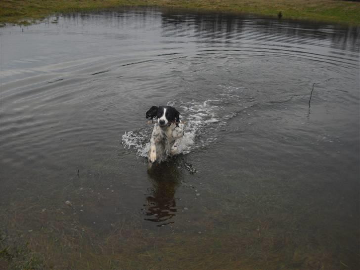 Field Trial spaniel ina <33 forever<33 - jeg elsker at være i vandet..  billede 11