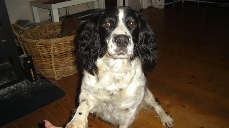 Field Trial spaniel ina <33 forever<33 - vææ hvor er du god skat.. billede 12