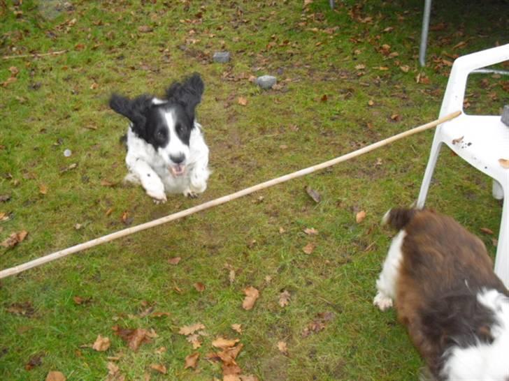 Field Trial spaniel ina <33 forever<33 - springer juho 65cm. billede 13
