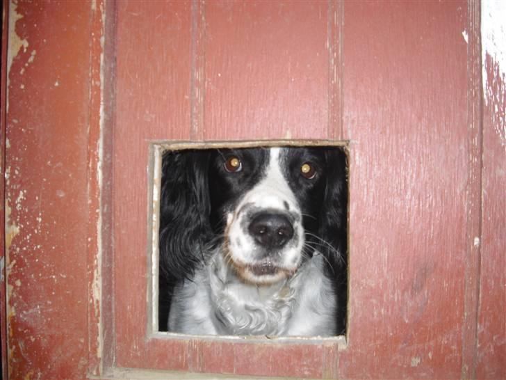 Field Trial spaniel ina <33 forever<33 - må jeg ikke godt komme ud der står en hest bag mig.. billede 14
