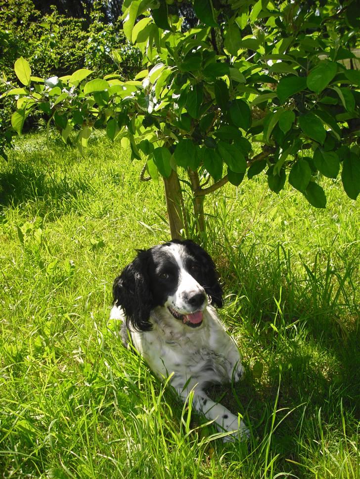 Field Trial spaniel ina <33 forever<33 - min lille søde hund billede 15