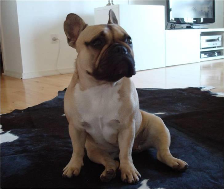 Fransk bulldog Luna - Putten 1 år billede 1