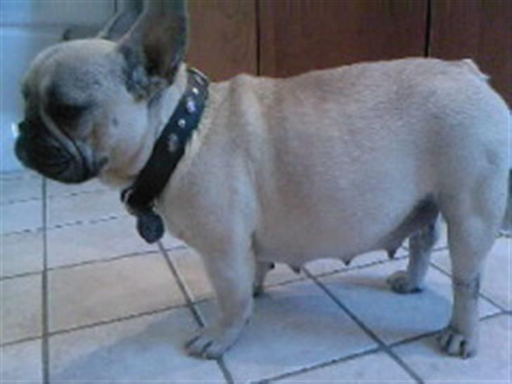 Fransk bulldog Luna - Min tykke mor "Silke" få dage før fødslen billede 2