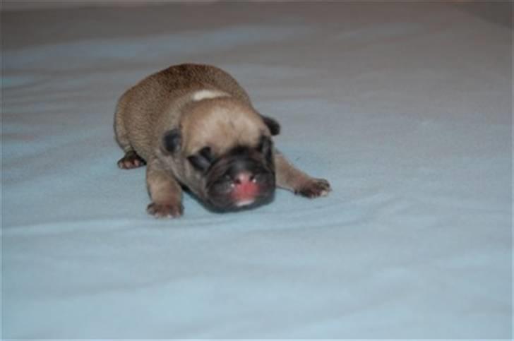 Fransk bulldog Luna - Nyfødt Luna billede 3