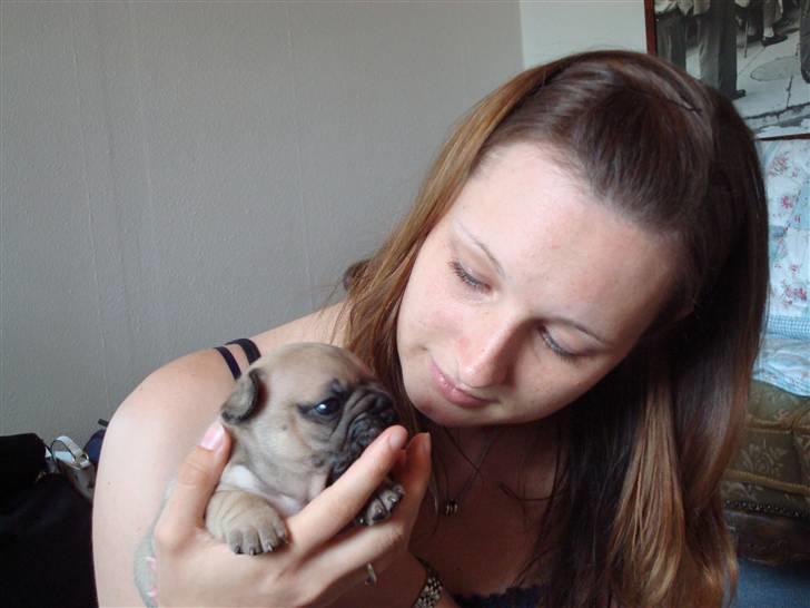 Fransk bulldog Luna - 3 uger gammel hos min kommende madmor billede 4