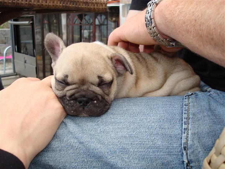 Fransk bulldog Luna - 5 uger gammel, og ørerne står næsten :) billede 6