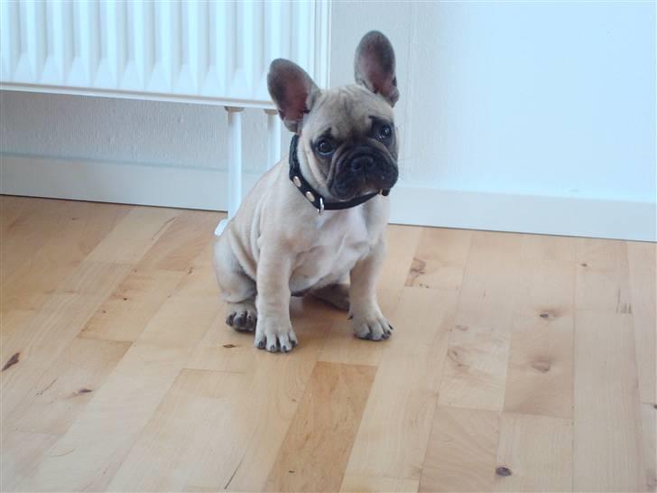 Fransk bulldog Luna - Putten 10 uger gammel billede 7