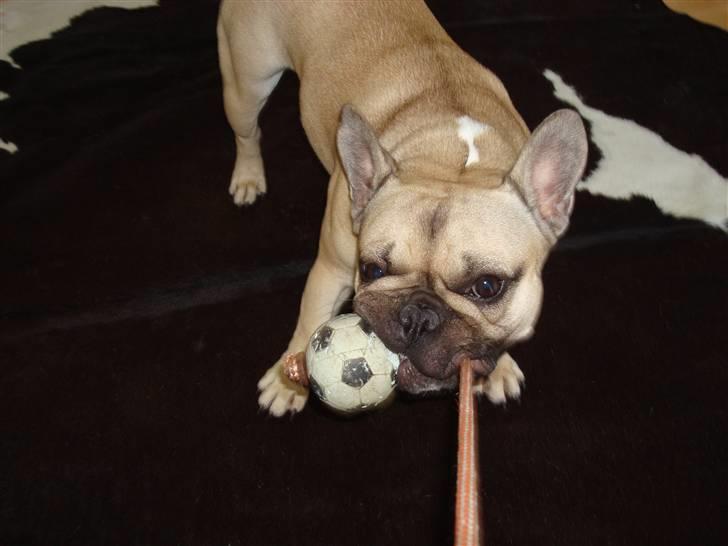 Fransk bulldog Luna billede 8