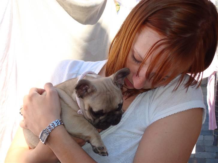 Fransk bulldog Luna - 7 uger gammel hos min kommende madmor billede 9