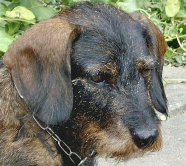 Gravhund Freja-Sov sødt lille tøs billede 1