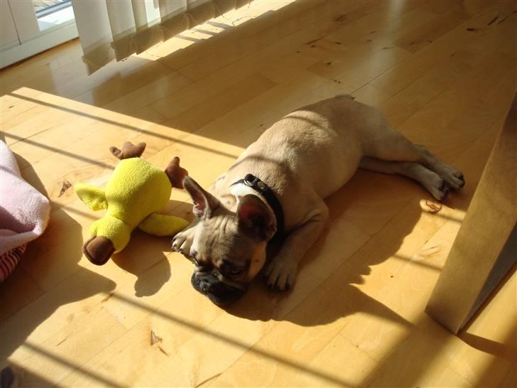 Fransk bulldog Luna - Elsker at ligge i solen.. billede 10