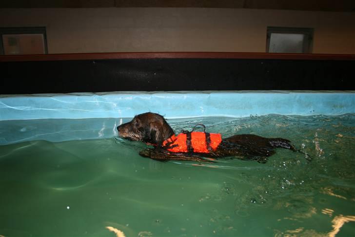 Gravhund Freja-Sov sødt lille tøs billede 2