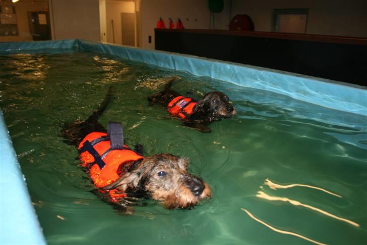 Gravhund Freja-Sov sødt lille tøs billede 3