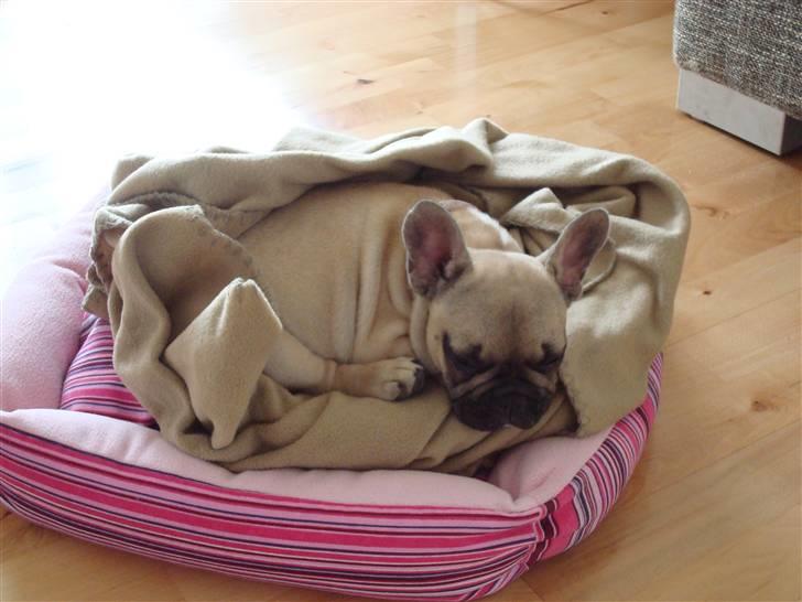 Fransk bulldog Luna - 10 uger gammel, putter i min nye kurv billede 11