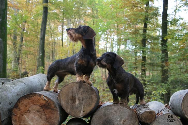 Gravhund Freja-Sov sødt lille tøs billede 4