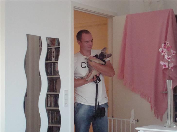 Fransk bulldog Luna - 10 uger gammel hos min nye madfar :) billede 12