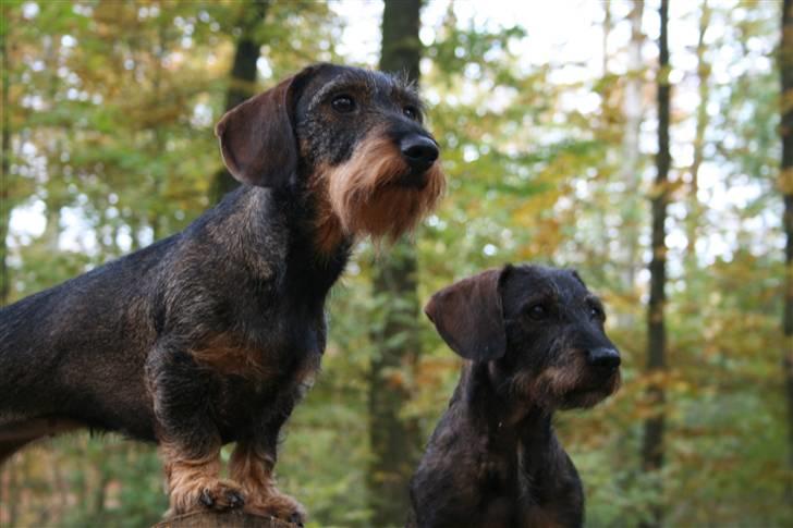 Gravhund Freja-Sov sødt lille tøs billede 5