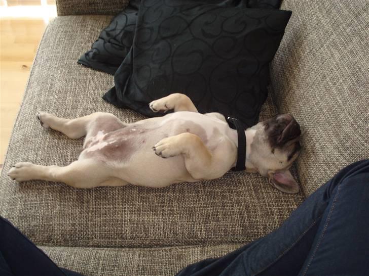 Fransk bulldog Luna - 3 mdr. Nå ja sådan kan man jo også sove... billede 13