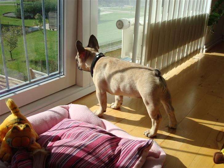 Fransk bulldog Luna - 3 mdr. Holder øje med hvad der sker udenfor.. billede 14