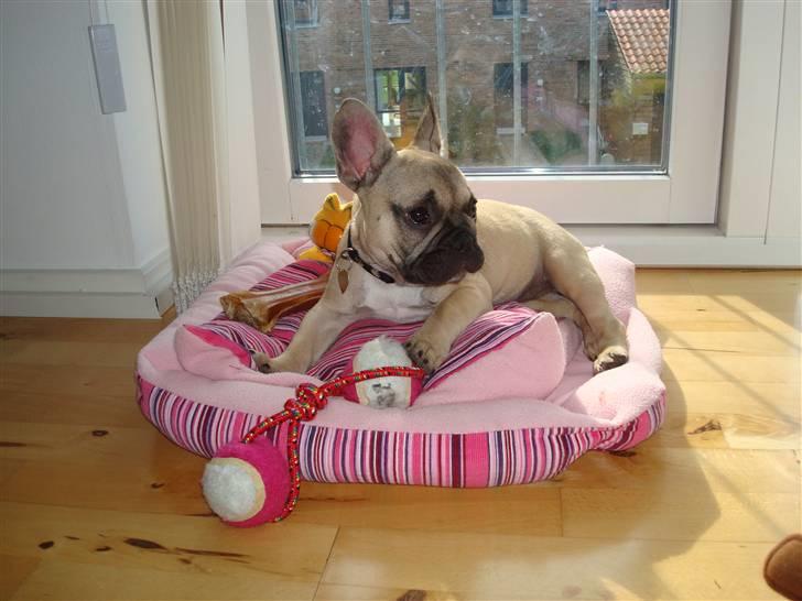 Fransk bulldog Luna - 3 mdr. Er jeg ikke bare den smukkeste bulldog i verden? billede 15