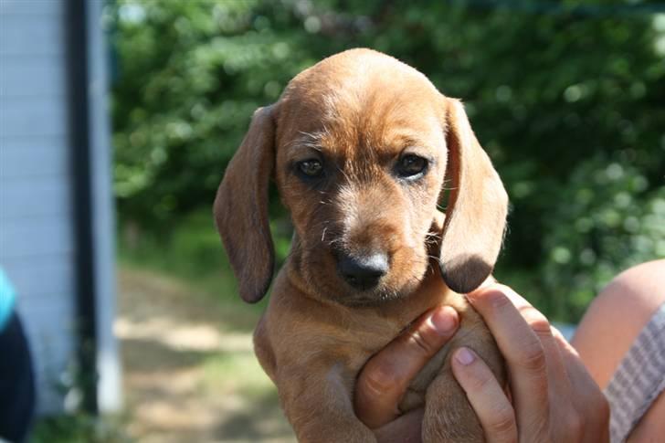 Gravhund Stuttleggens Klara billede 1