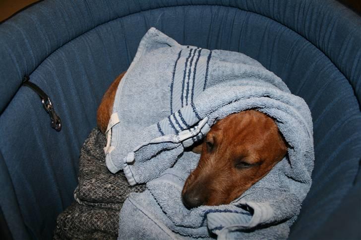 Gravhund Stuttleggens Klara billede 2