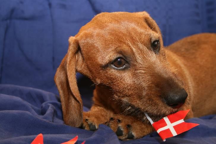 Gravhund Stuttleggens Klara billede 3