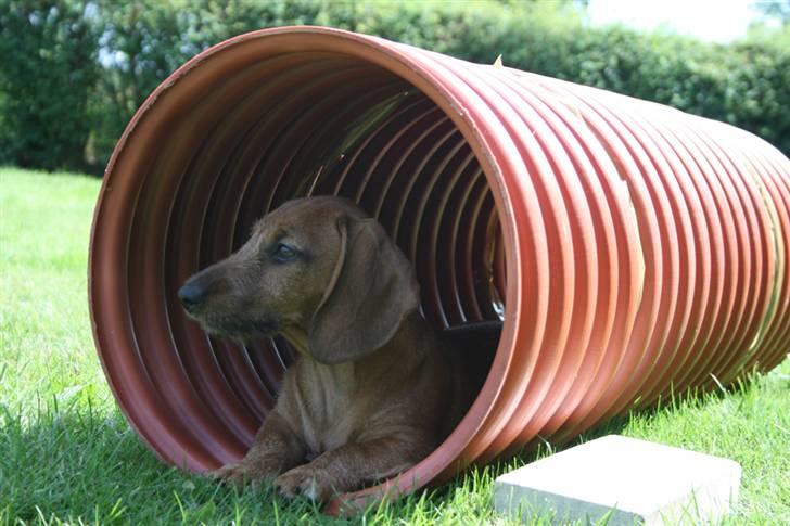 Gravhund Stuttleggens Klara billede 4