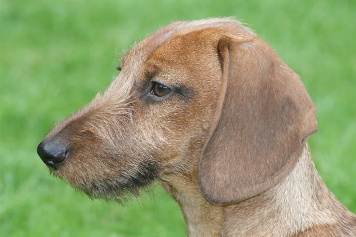 Gravhund Stuttleggens Klara billede 5