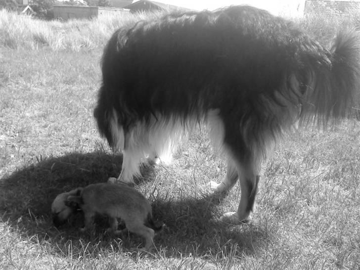 Collie langhåret Baloo - Baloo og Armani. Bedste venner vil aldtid gå side om side <3 <3 <3 billede 7