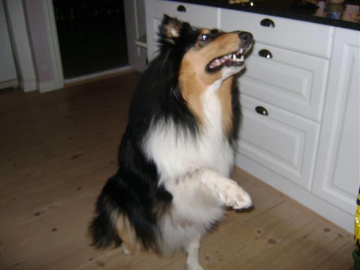 Collie langhåret Baloo - flot ikk´ kan side med en pote i været. <3 billede 8
