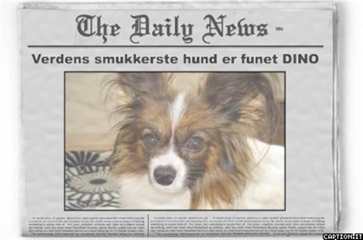 Papillon Dino - Det har jeg lavet til din. Jeg har lavet det! =) billede 11