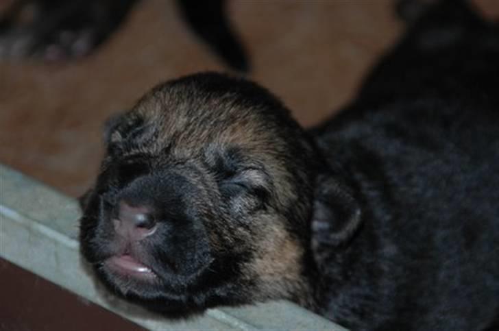 Schæferhund  AVKLgrænsens vupti - fergis hval 1 uge gammel...meget afslappet  ik... billede 18