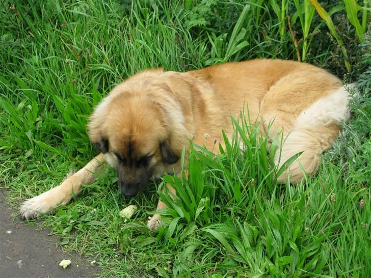 Leonberger malou R.I.P du er elsket og savnet min pige  billede 9