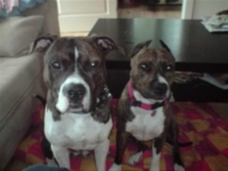 Amerikansk staffordshire terrier Kirah - Mor og søn.. billede 9