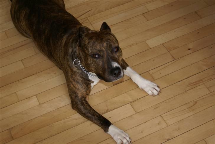 Amerikansk staffordshire terrier Kirah - Tøse pigen:o) billede 10