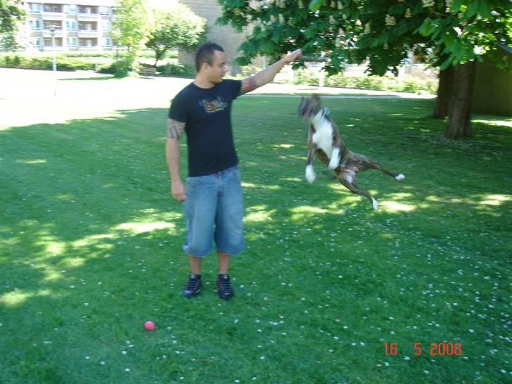 Amerikansk staffordshire terrier Kirah - Kirah hopper billede 11