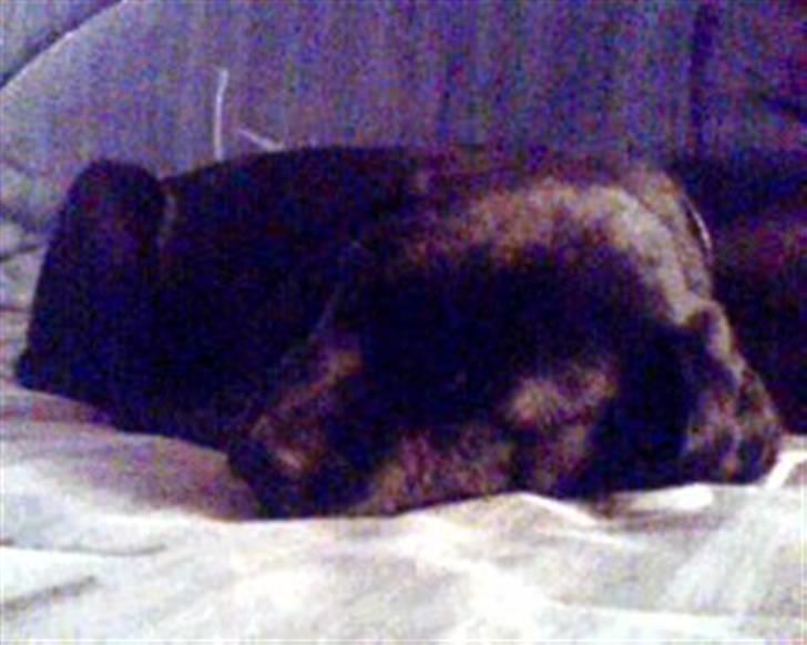 Labrador retriever Molly [himmelhund] - Da jeg lige havde fået hende - 8 uger gammel og meget træt efter køreturen hjem... billede 12