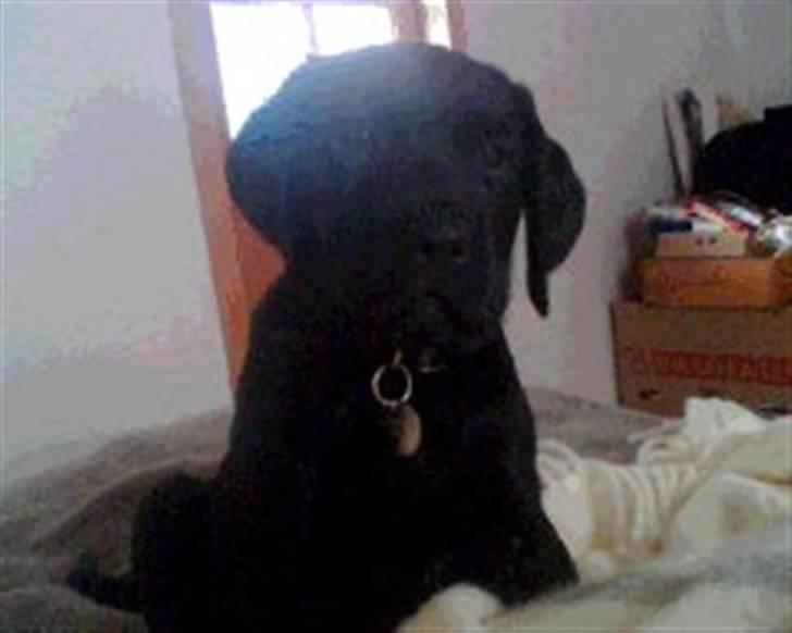 Labrador retriever Molly [himmelhund] - Savner måske min mor og søskende lidt... 8 uger gammel og første morgen hjemme hos mig... billede 13
