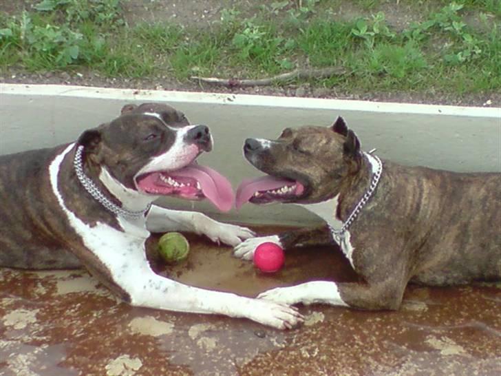 Amerikansk staffordshire terrier Kirah - Mor og søn. billede 12