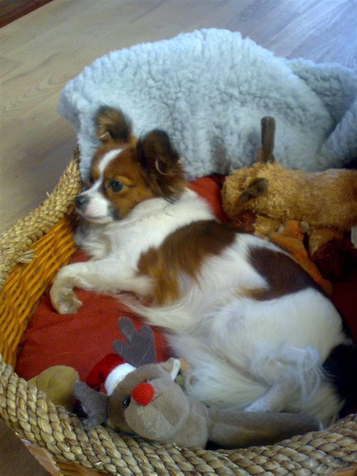 Papillon Mille billede 6