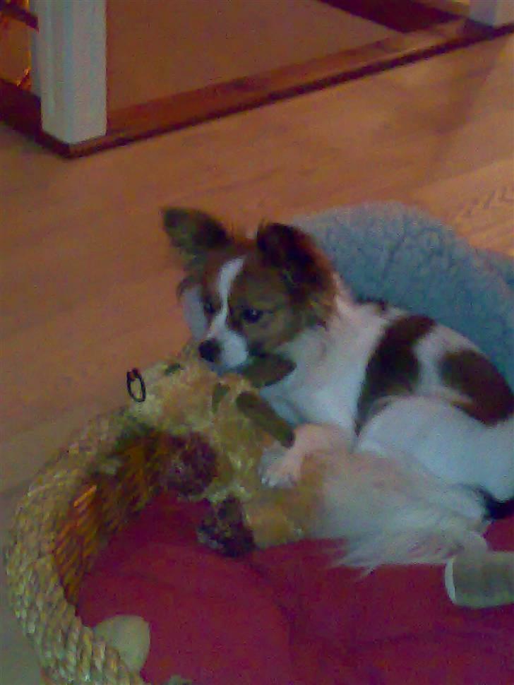 Papillon Mille billede 7