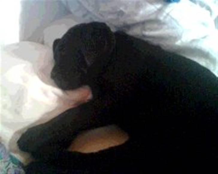 Labrador retriever Molly [himmelhund] - Puh man bliver altså træt af at lege og undersøge ens nye hus og have - 2. dag hos mig. billede 14