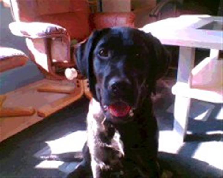 Labrador retriever Molly [himmelhund] - Skal vi lege?? :) billede 9