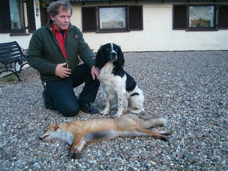 Field Trial spaniel Ricko - Ricko´s første apportering af ræv, Stolt hund billede 1