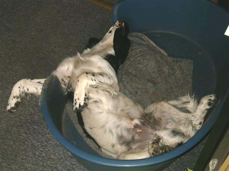 Field Trial spaniel Ricko - Her er jeg godt nok væltet billede 6