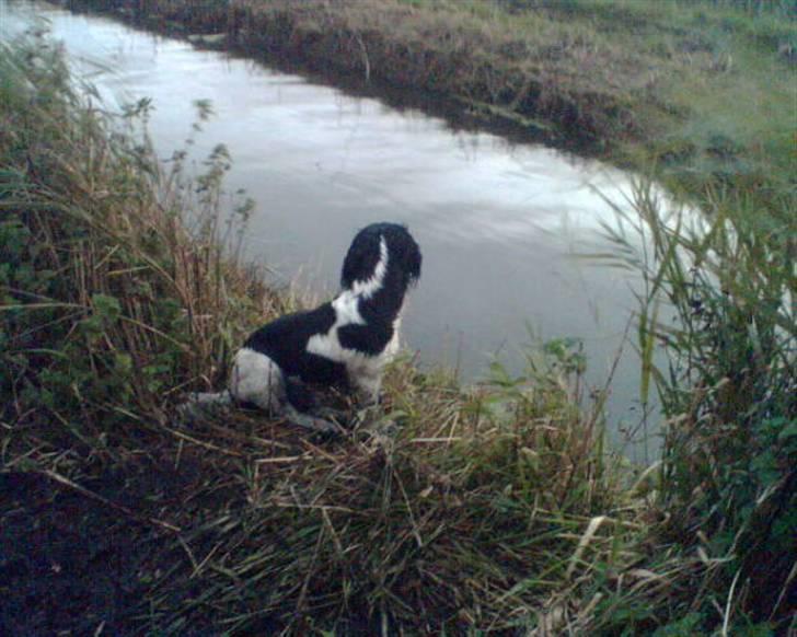 Field Trial spaniel Ricko - Hvor er den dumme and ??? billede 8