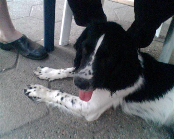 Field Trial spaniel Ricko - Hygge under bordet billede 9