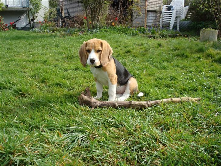 Beagle Freya billede 9