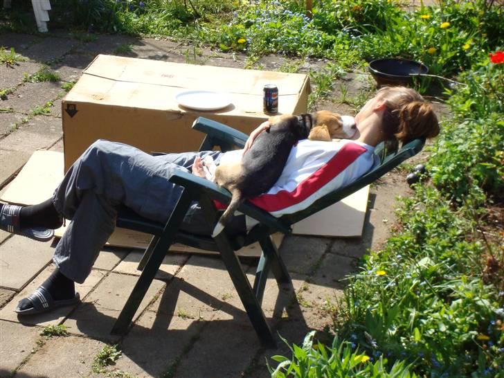 Beagle Freya - Man sover bedst på skødet eller i armene på far eller mor billede 10